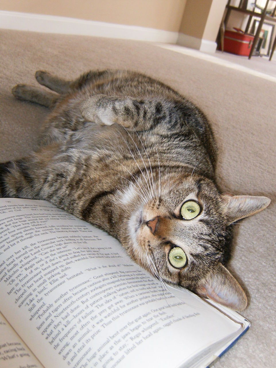 Cat 425