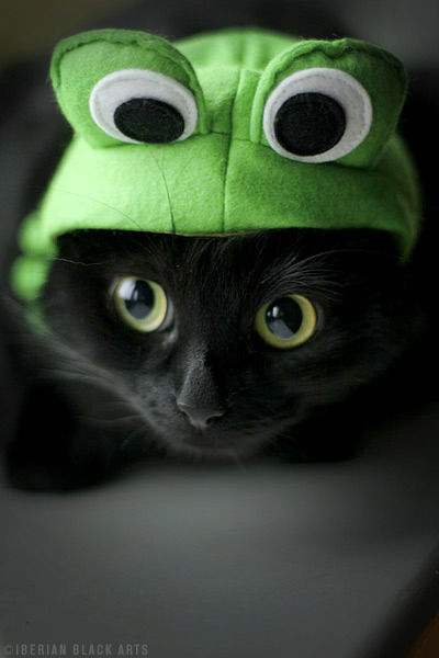 Cat 427