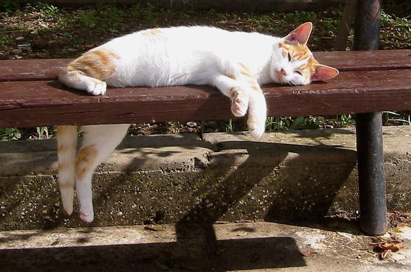 Cat 431