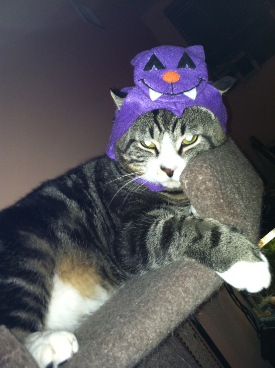 Cat 432